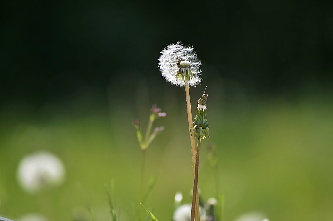 Angenieux-DEM- 180mm-f2.3-APO-P