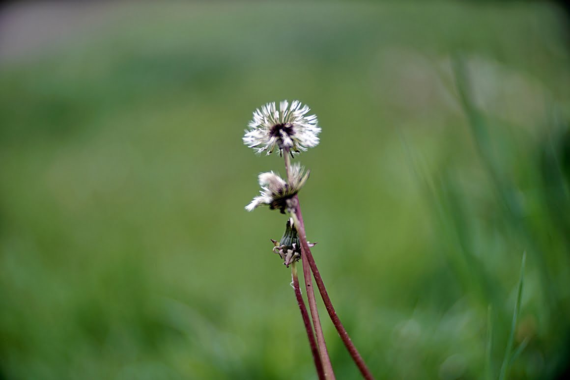 Carl-Zeiss-Kipronar-120mm-f,9-C