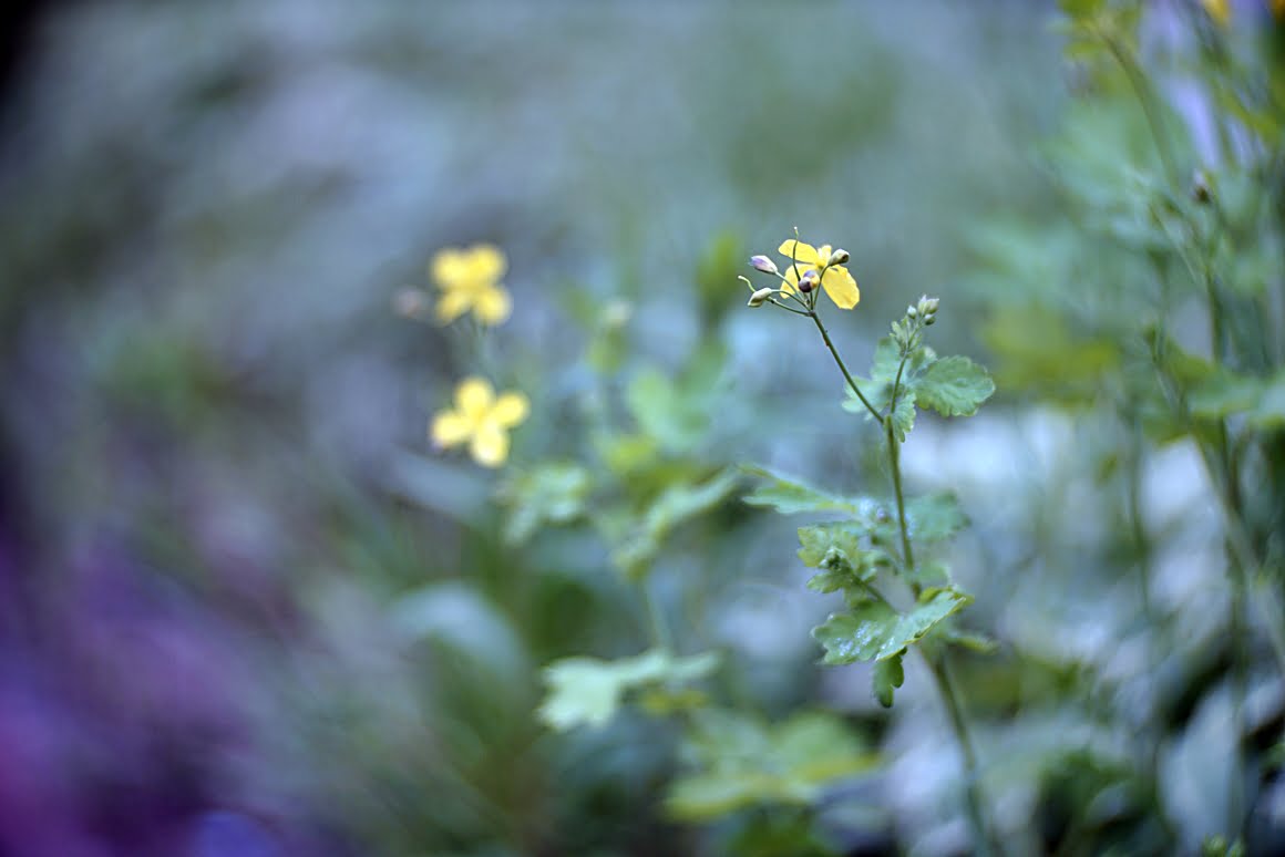 Carl-Zeiss-Kipronar-120mm-f,9-F