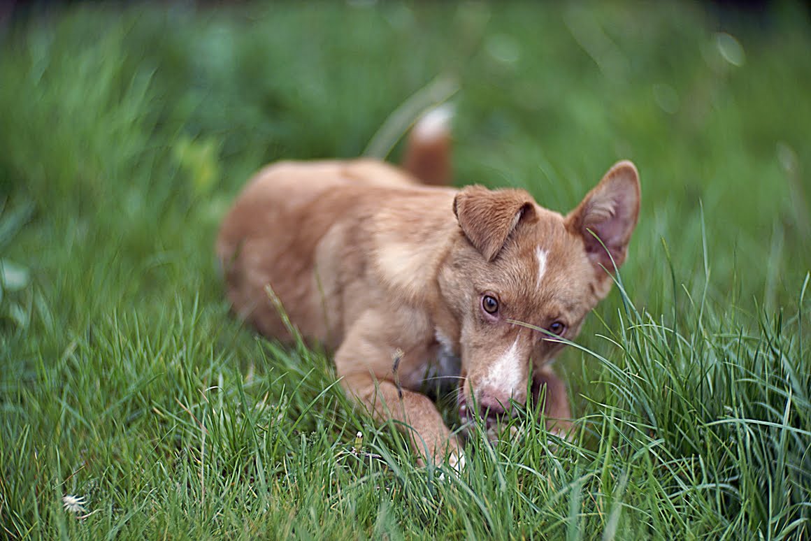 Carl-Zeiss-Kipronar-120mm-f,9-M