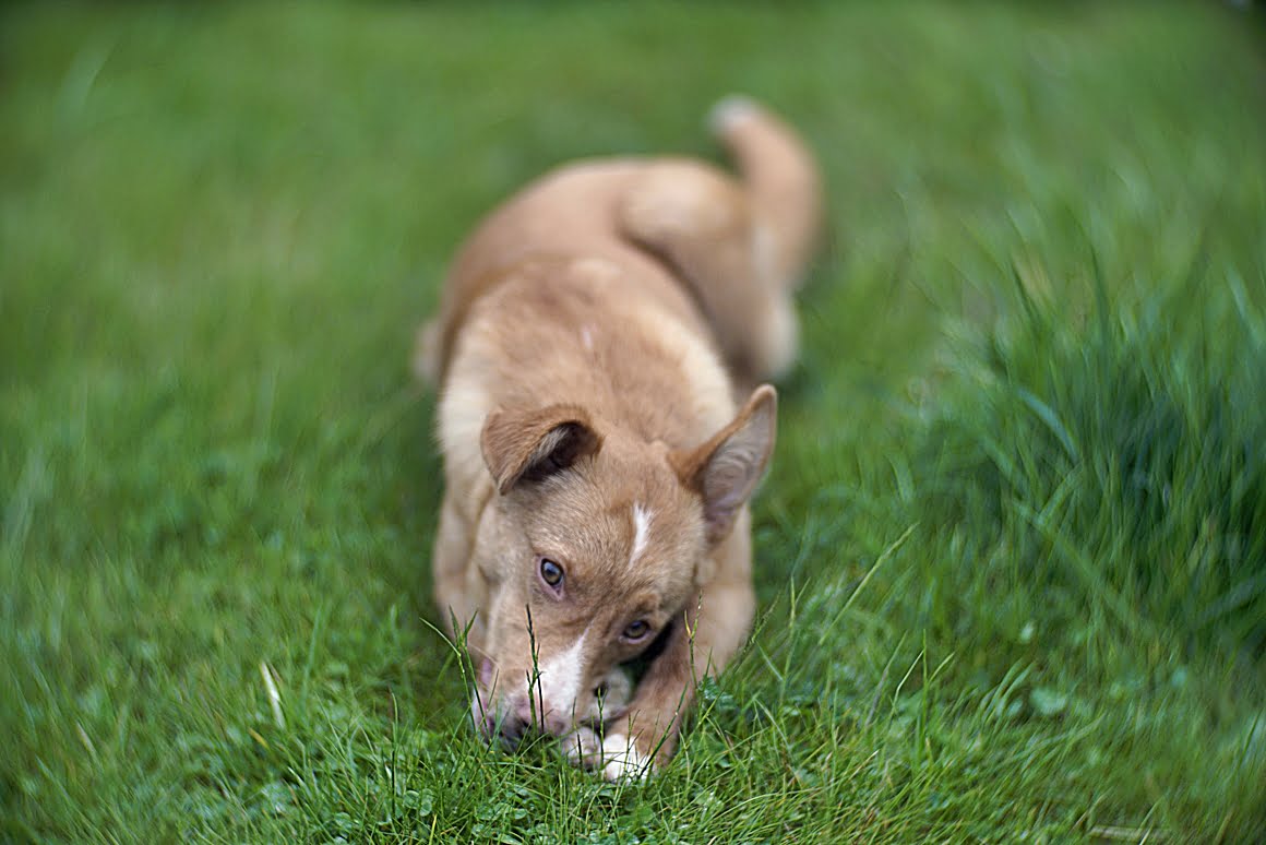 Carl-Zeiss-Kipronar-120mm-f,9-N