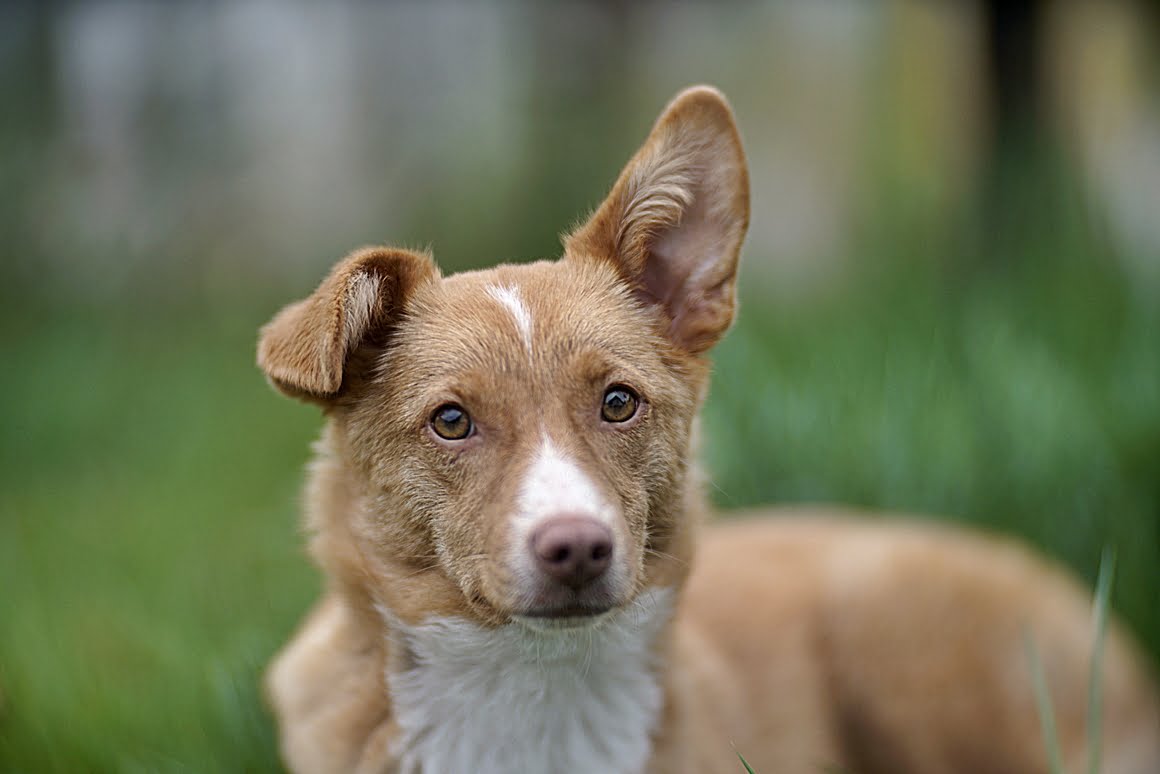 Carl-Zeiss-Kipronar-120mm-f,9-T