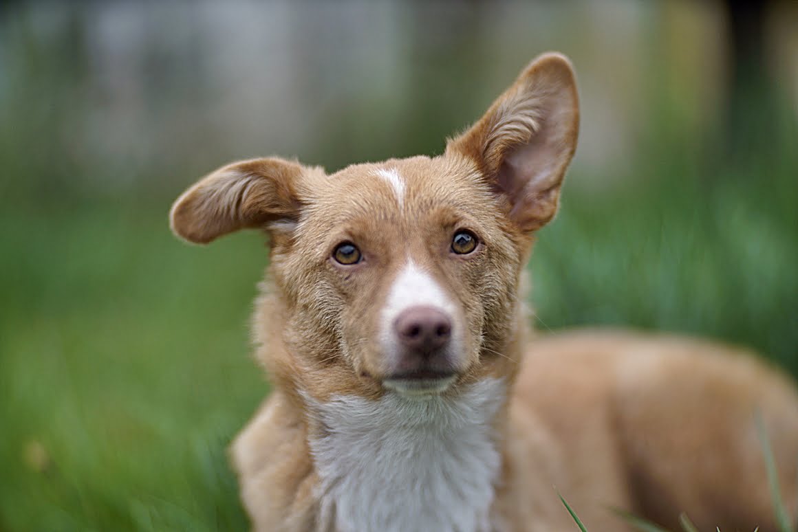 Carl-Zeiss-Kipronar-120mm-f,9-V