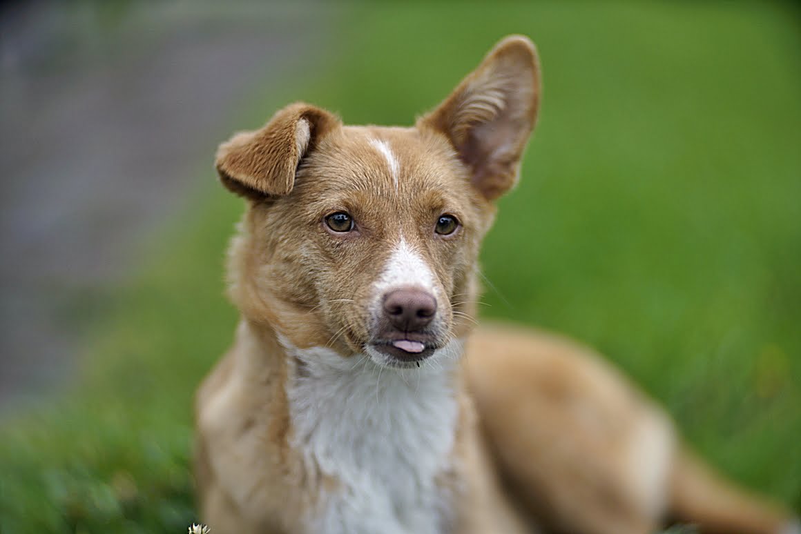 Carl-Zeiss-Kipronar-120mm-f,9-Z