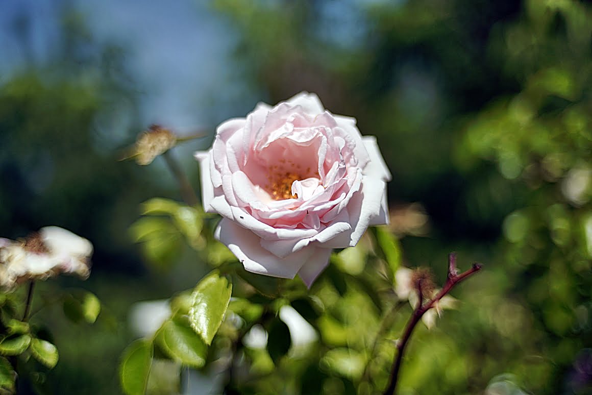 Canon-FD-35mm-f2-e