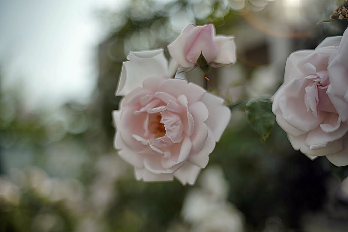 Canon-FD-35mm-f2-k