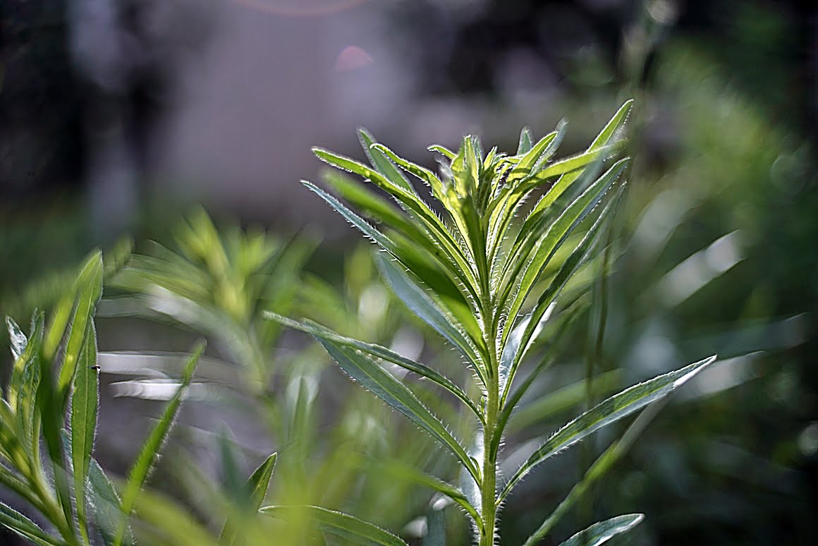 Canon-FD-35mm-f2-m