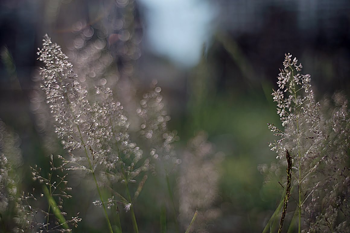 Canon-FD-35mm-f2-t