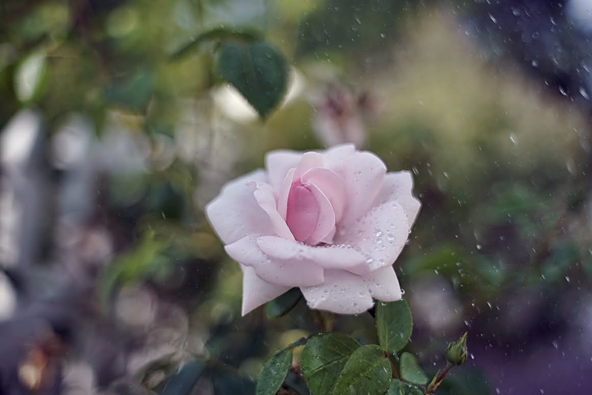 Canon-FD-35mm-f2-u