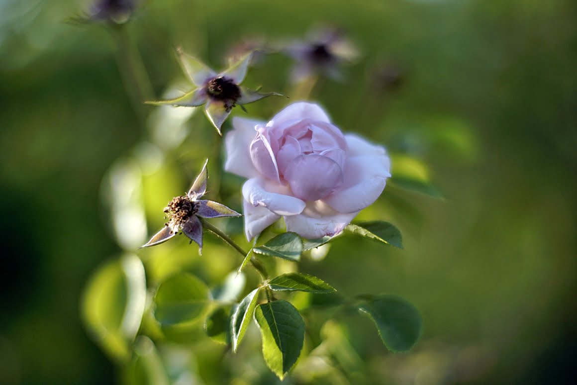Kamlan-50mm-f1.1-10