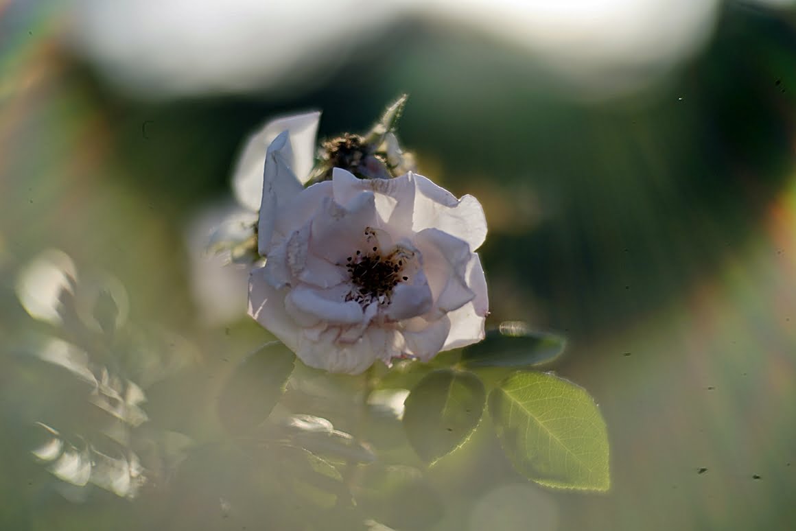 Kamlan-50mm-f1.1-11