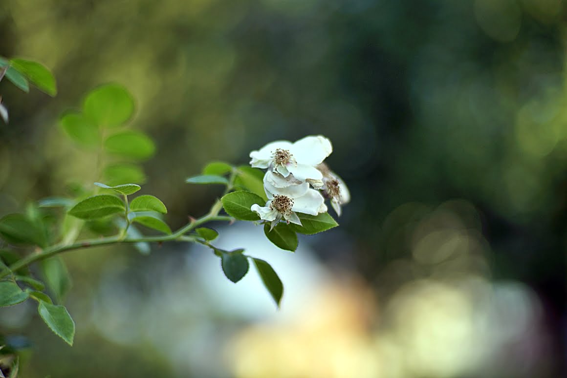 Kamlan-50mm-f1.1-13