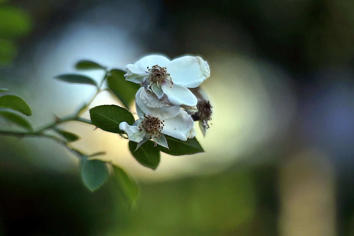 Kamlan-50mm-f1.1-14