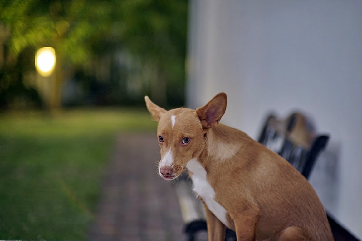 Kamlan-50mm-f1.1-9