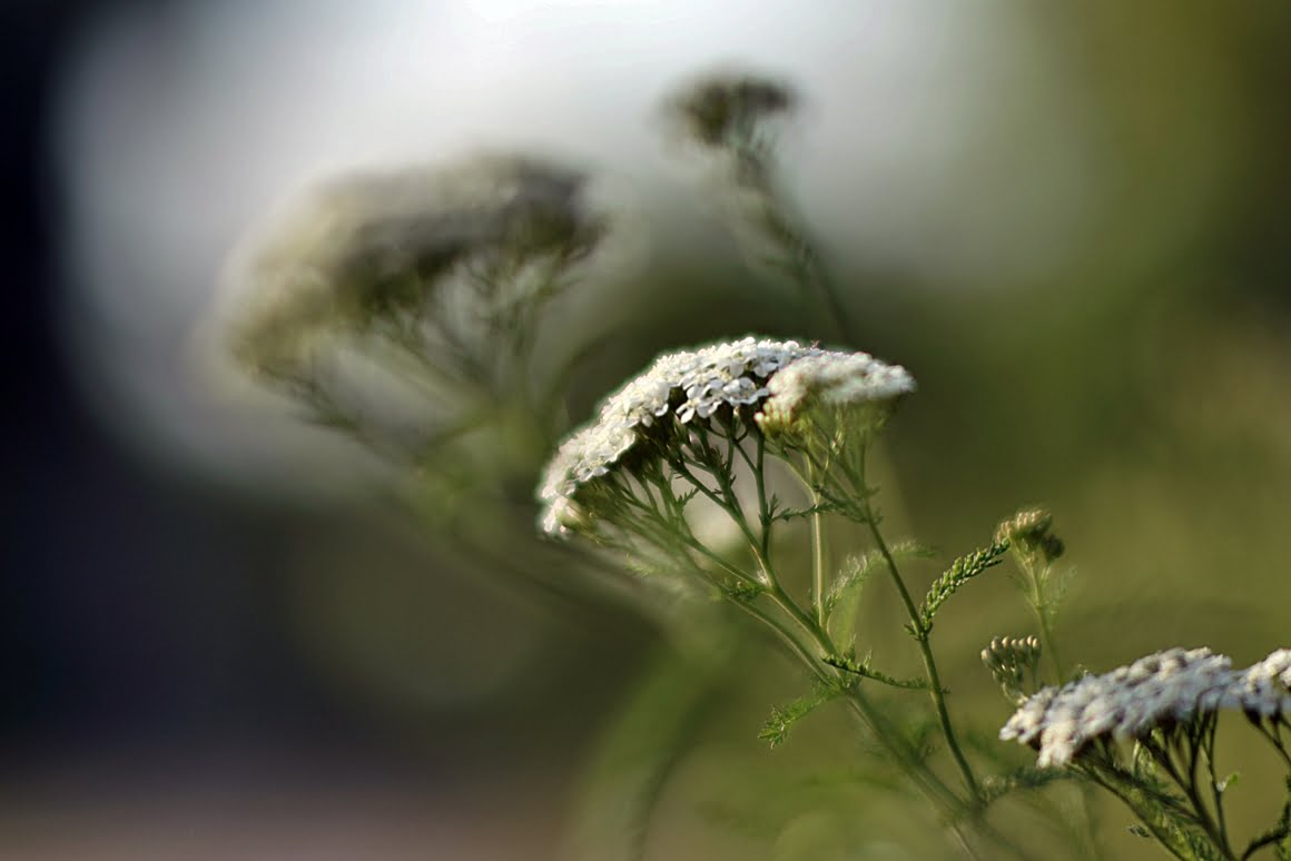 7ARTISANS 75mm f1.25 AW