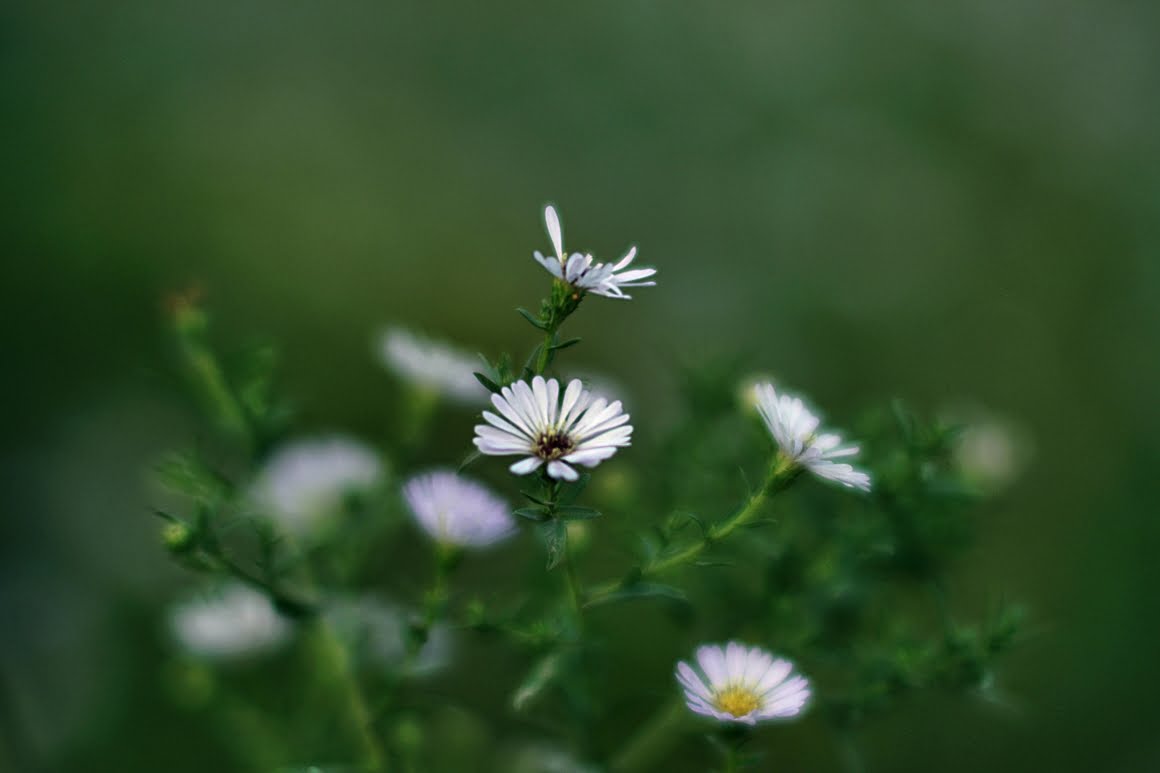 7ARTISANS 75mm f1.25 BB
