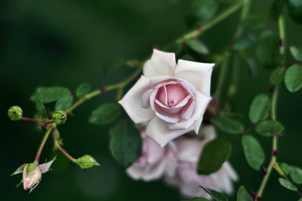7ARTISANS 75mm f1.25 BD