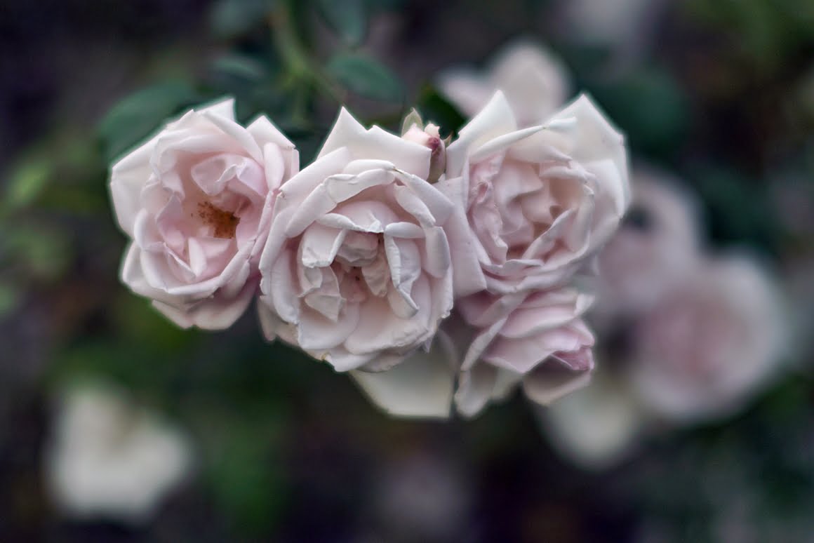 7ARTISANS 75mm f1.25 BF