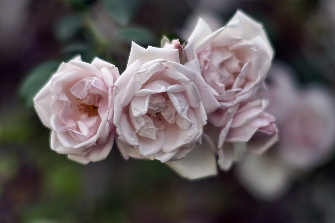 7ARTISANS 75mm f1.25 BG