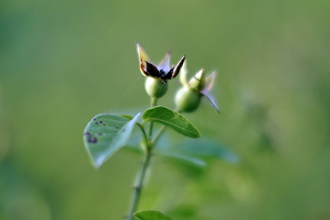 7ARTISANS 75mm f1.25 BH