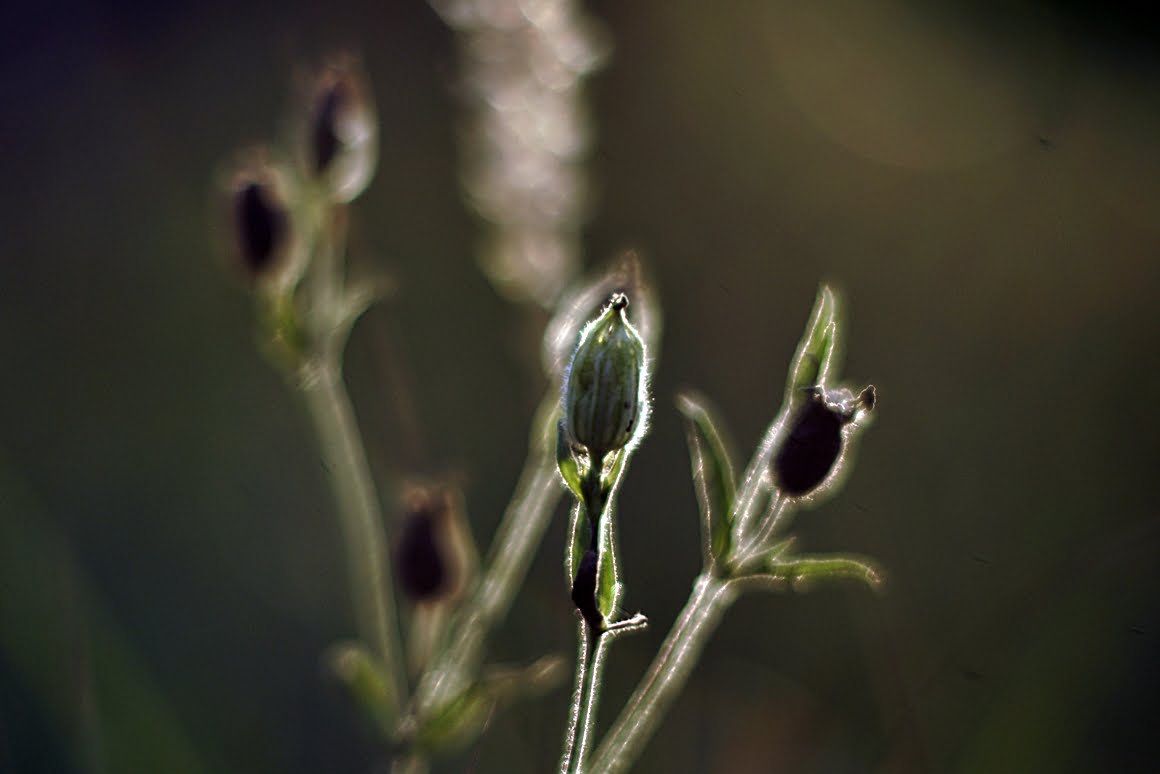7ARTISANS 75mm f1.25 BL