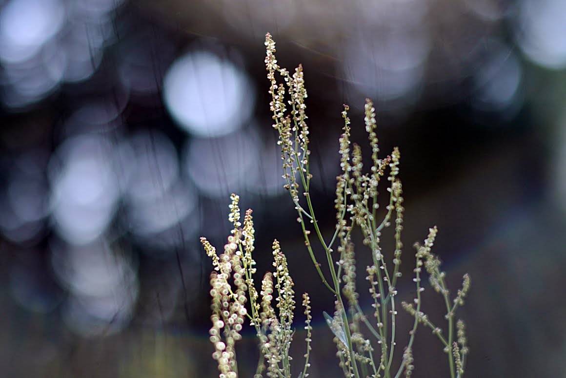 7ARTISANS 75mm f1.25 BX