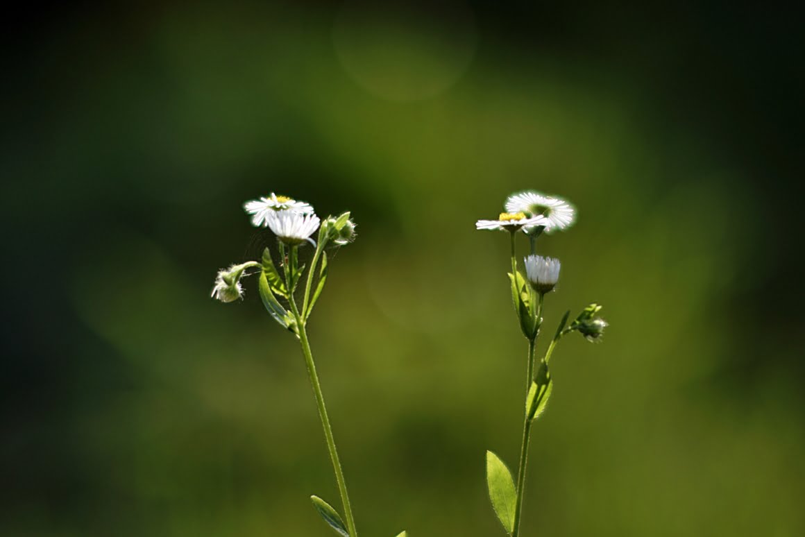 7ARTISANS 75mm f1.25 BY