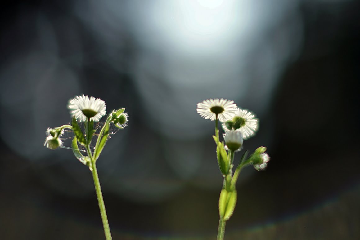 7ARTISANS 75mm f1.25 BZ