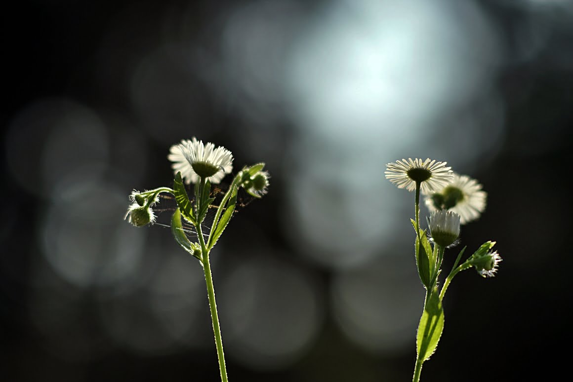 7ARTISANS 75mm f1.25 CA