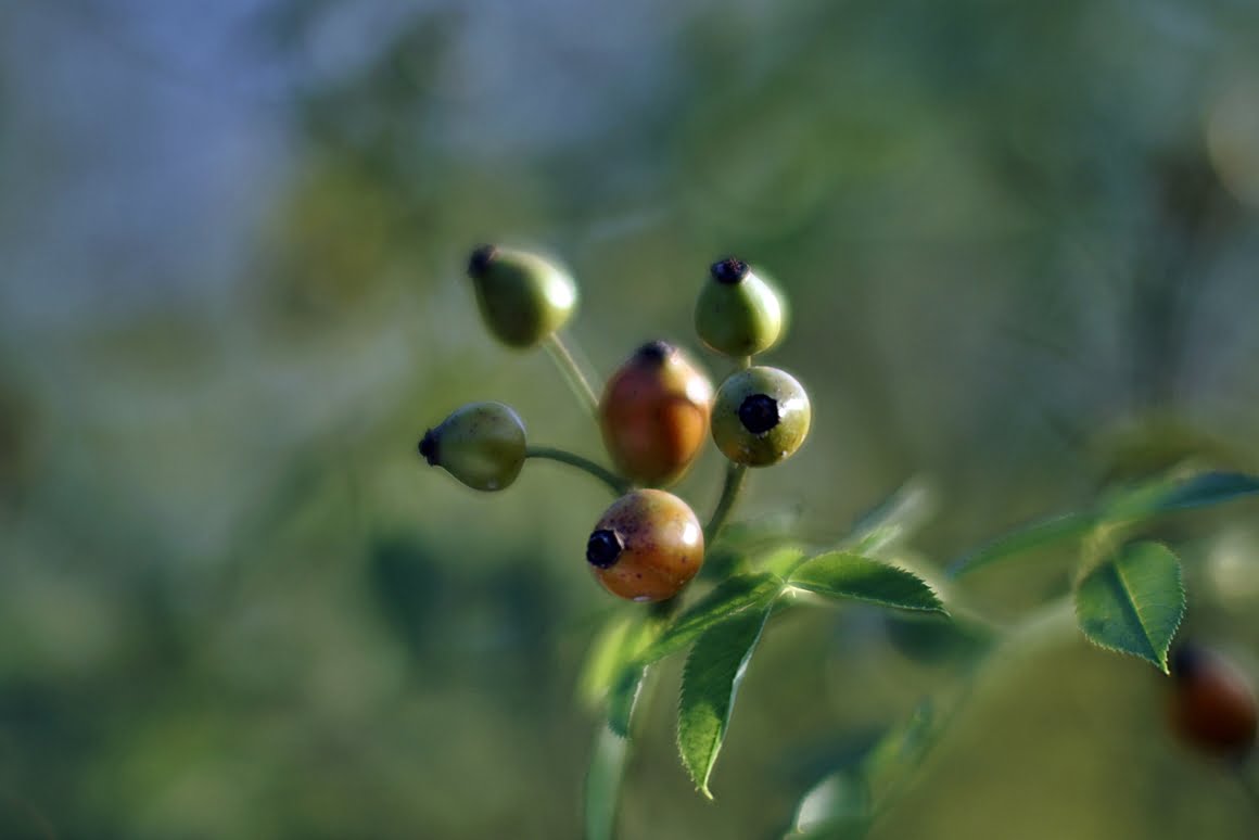 7ARTISANS 75mm f1.25 CE