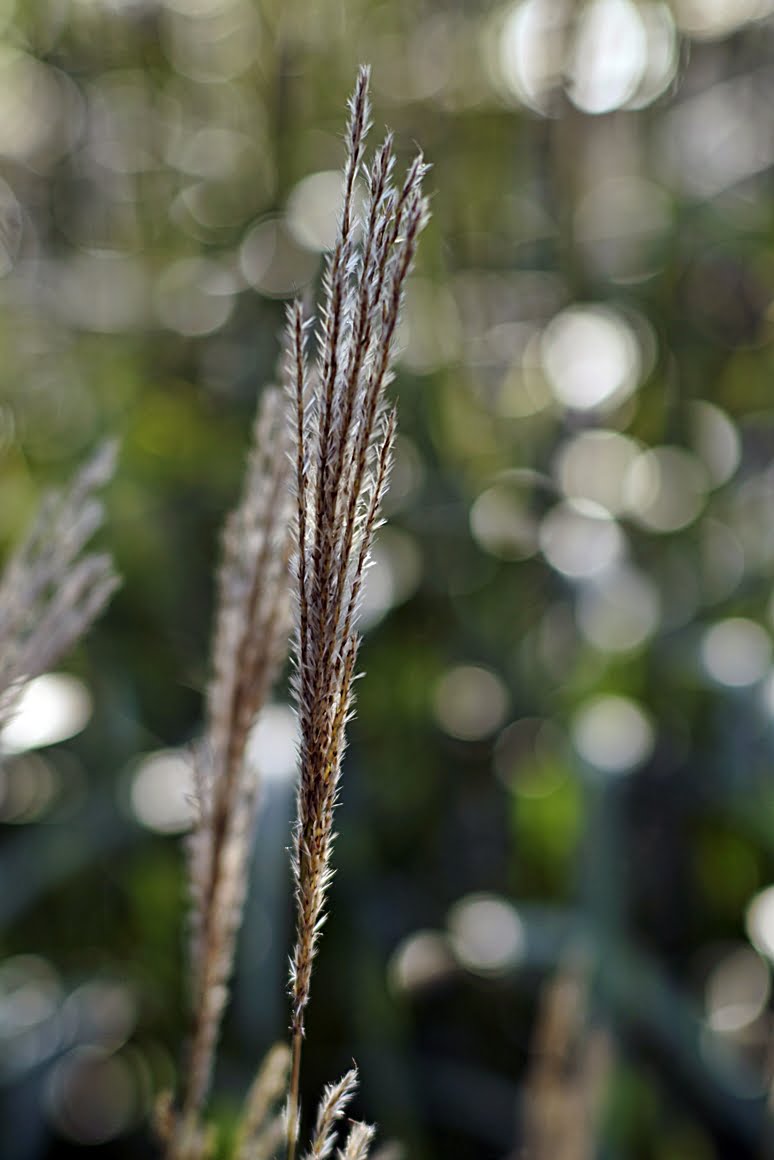 7ARTISANS 75mm f1.25 CG