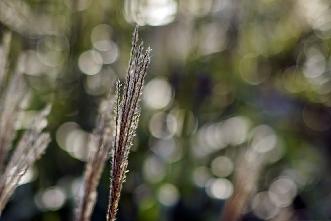 7ARTISANS 75mm f1.25 CJ