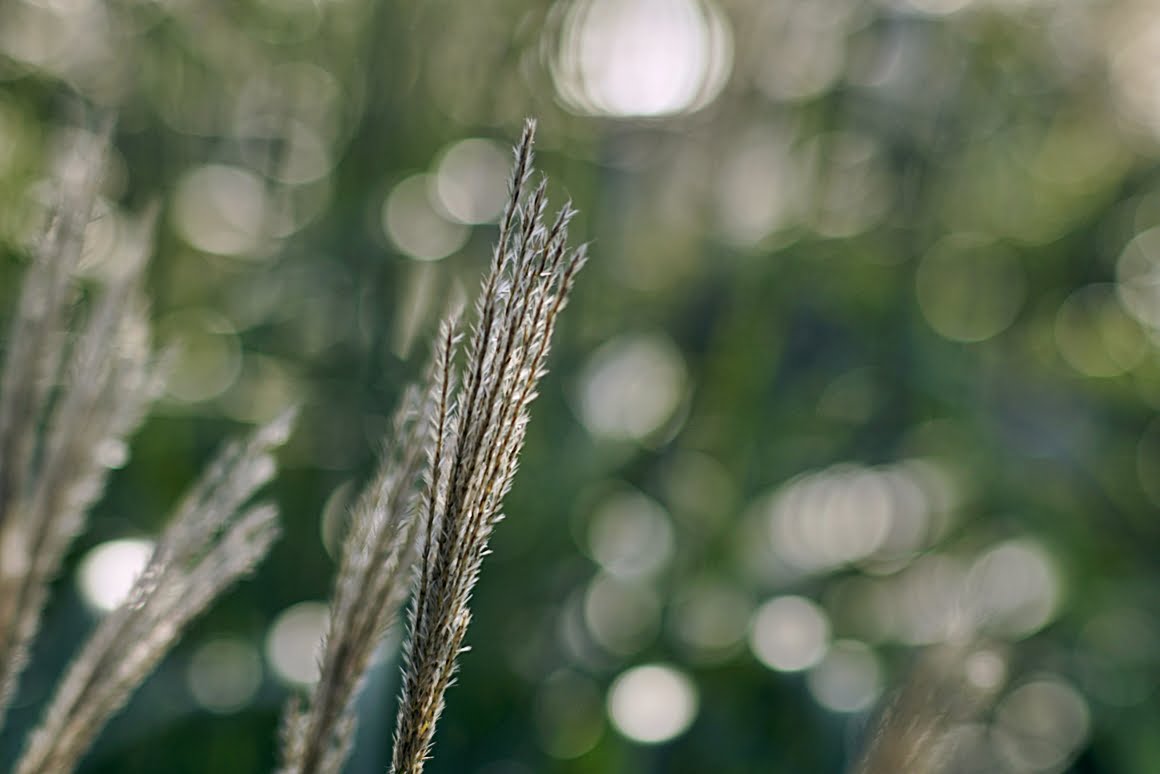 7ARTISANS 75mm f1.25 CK