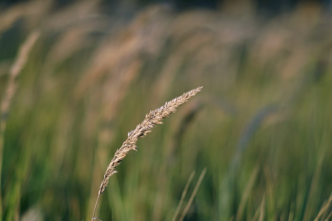 7ARTISANS 75mm f1.25 CM