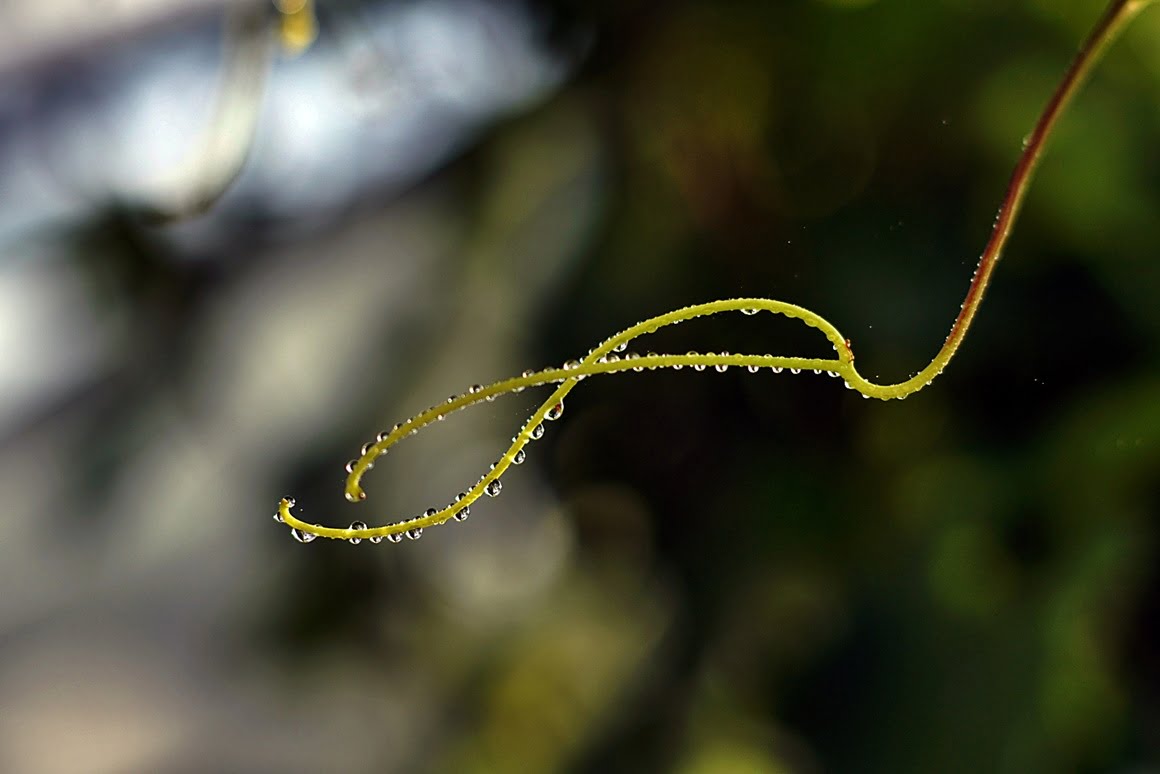 7ARTISANS 75mm f1.25 CY