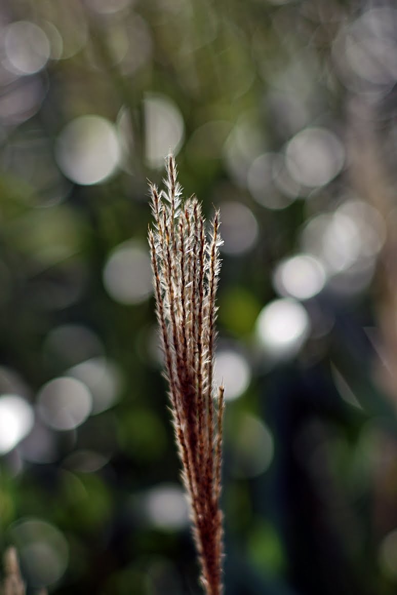 7ARTISANS 75mm f1.25 K
