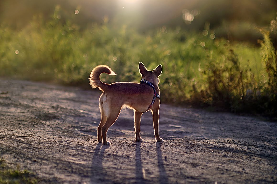 7ARTISANS 75mm f1.25 Z