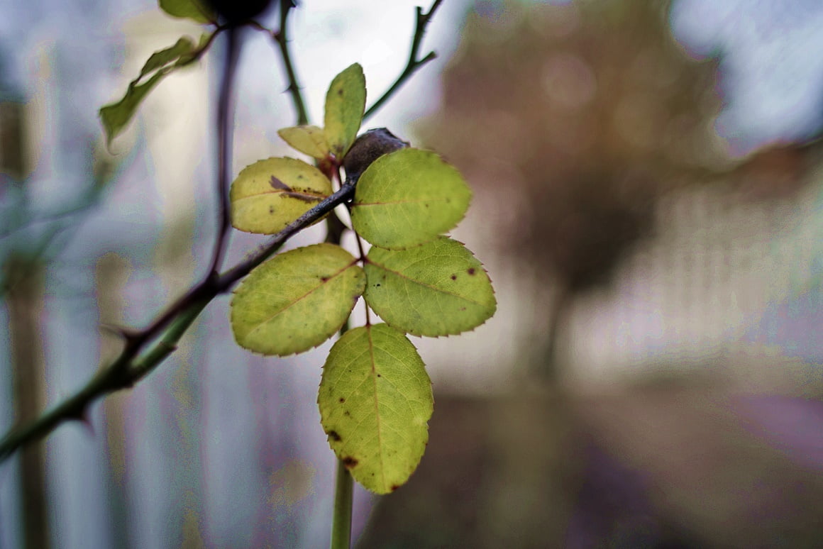 TTArtisan-21mm-f1.5-3