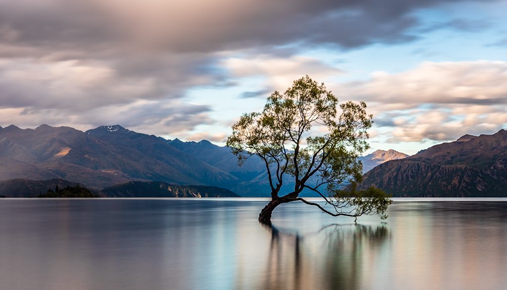 The-Wanaka-Tree