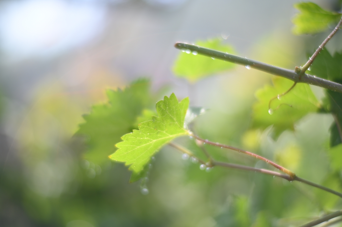 50mm-f1.1-d
