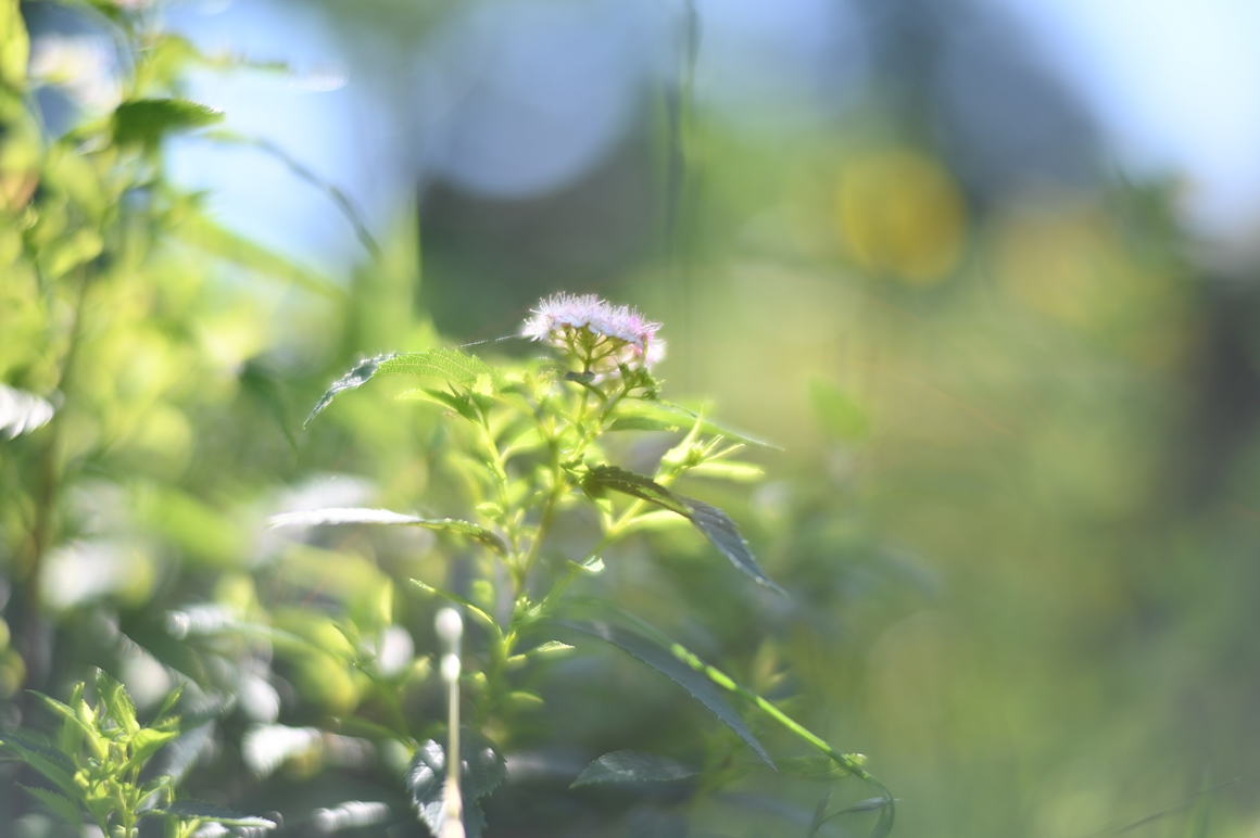 50mm-f1.1-e