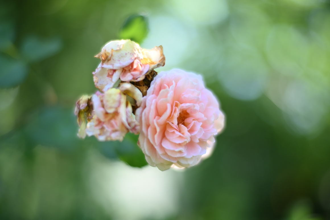 50mm-f1.1-f
