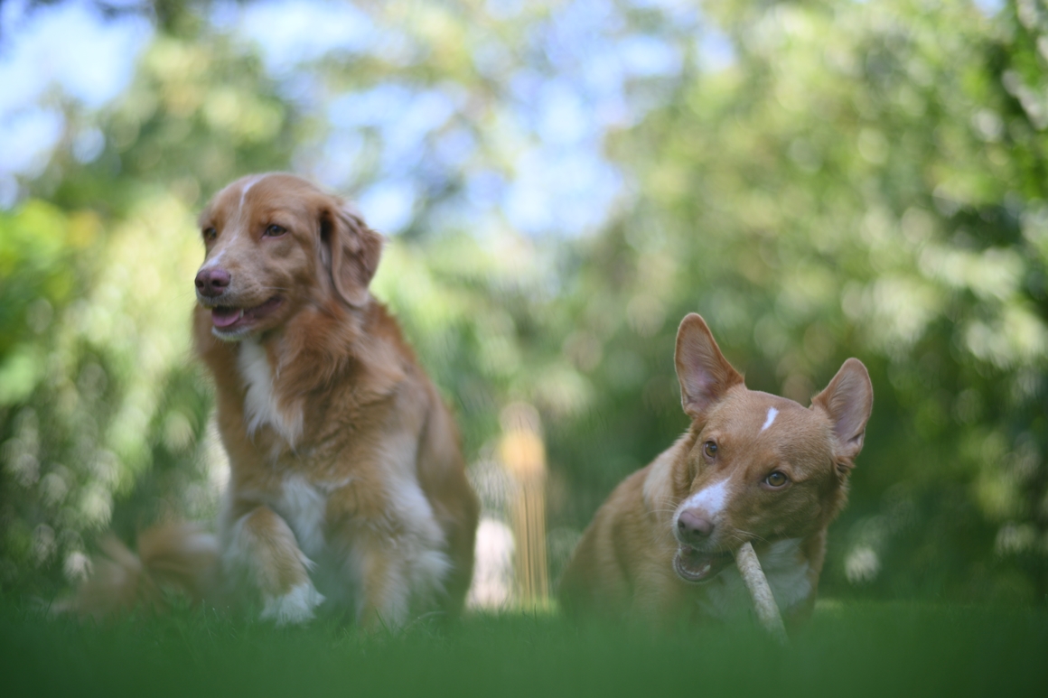50mm-f1.1-h