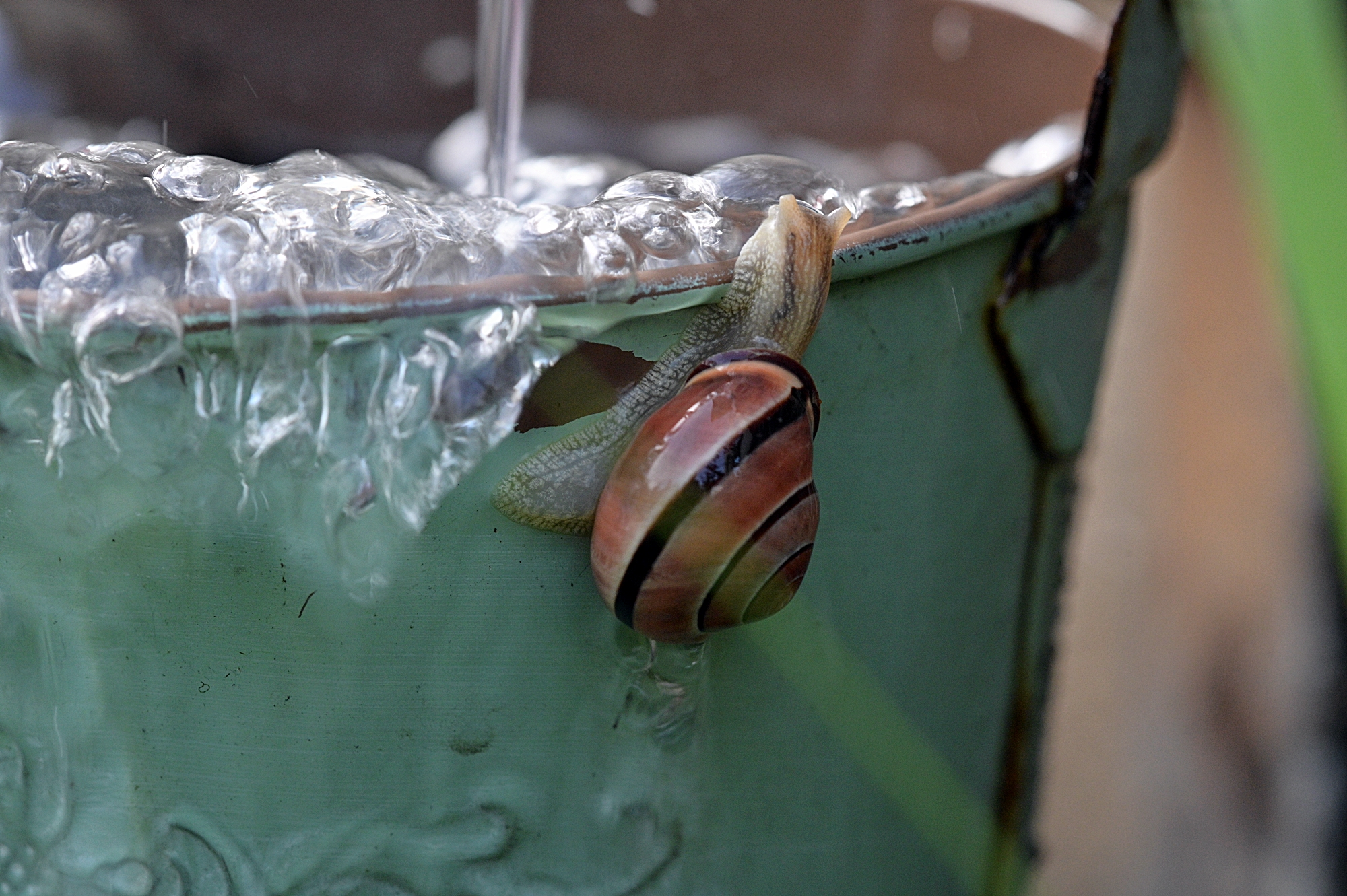Snail