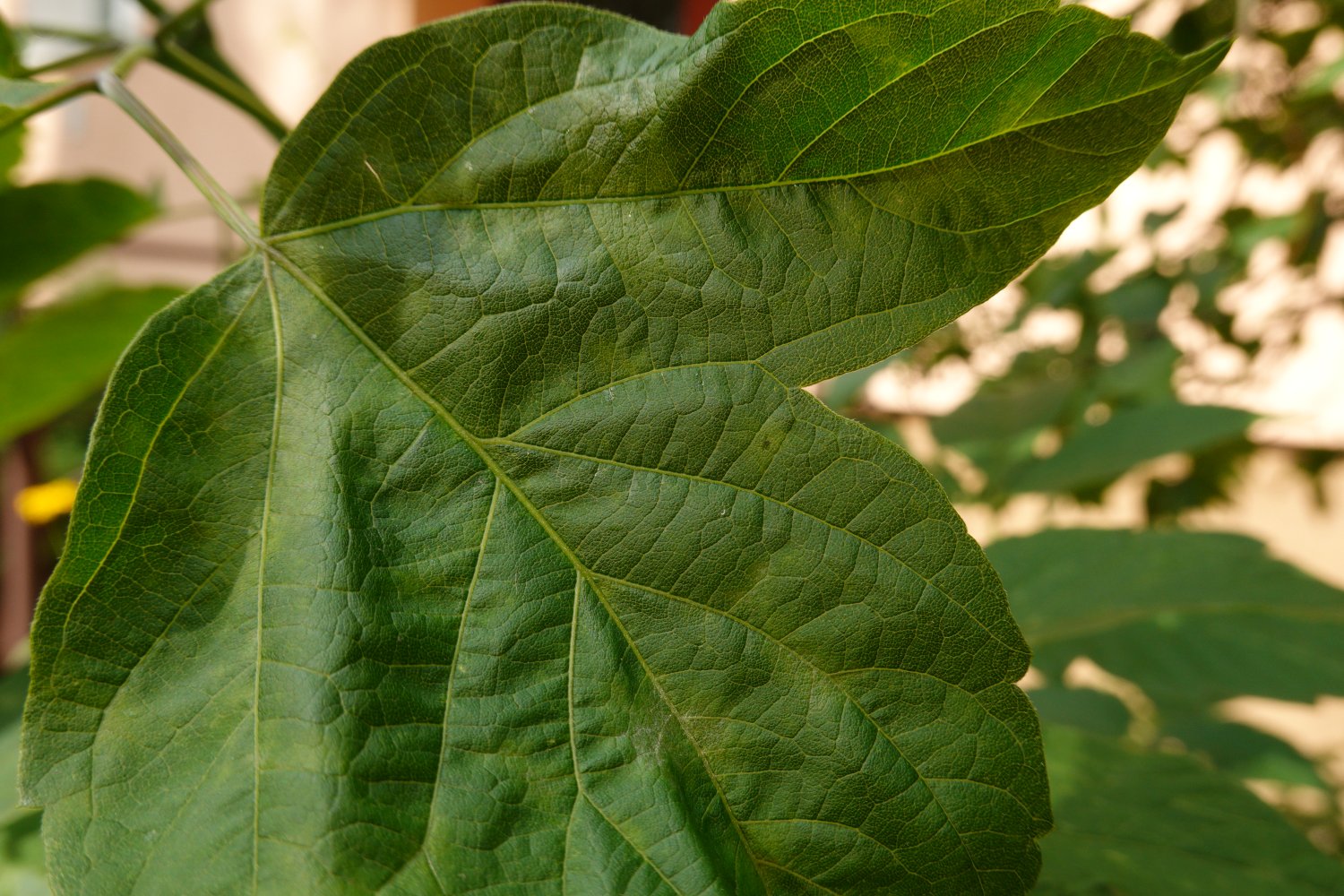 iso200_9