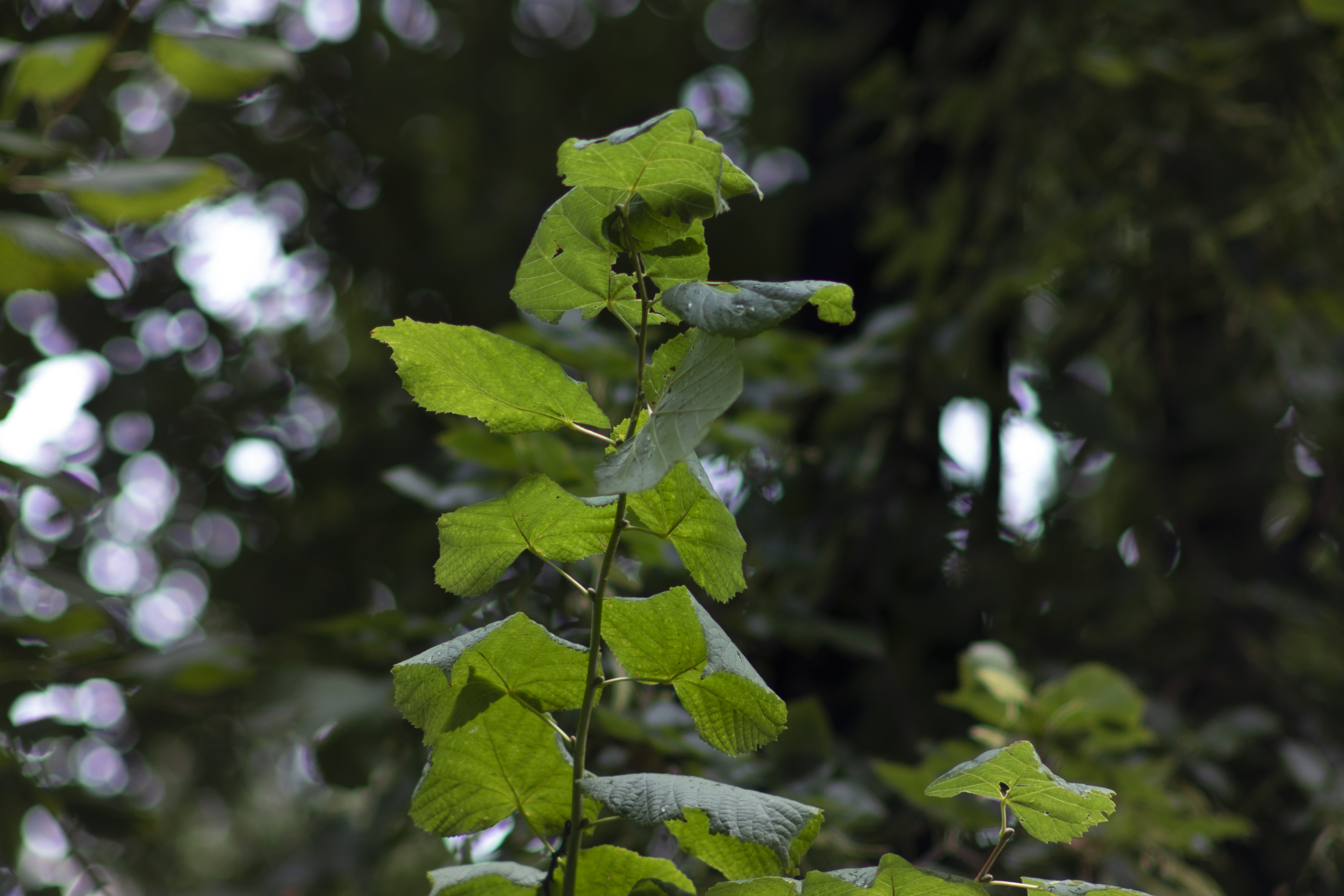 DSC08996