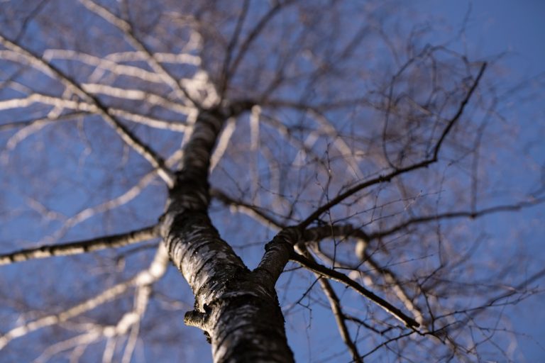 Sony A7R IV z Samyang 135mm F1.8 AF Sony FE