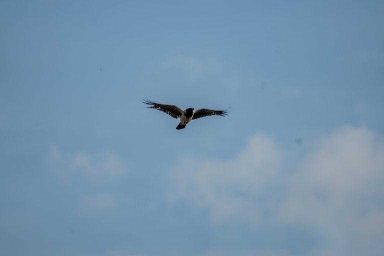 Tamron 50-400mm