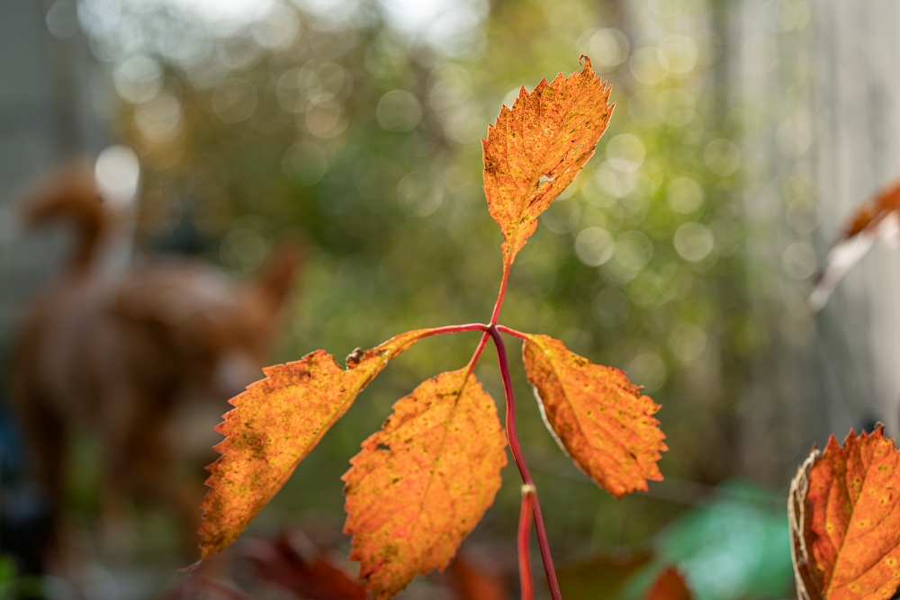 Tamron 50-400mm