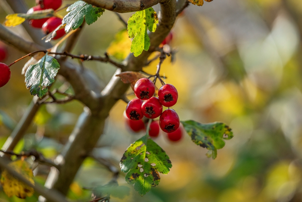 Tamron 50-400mm
